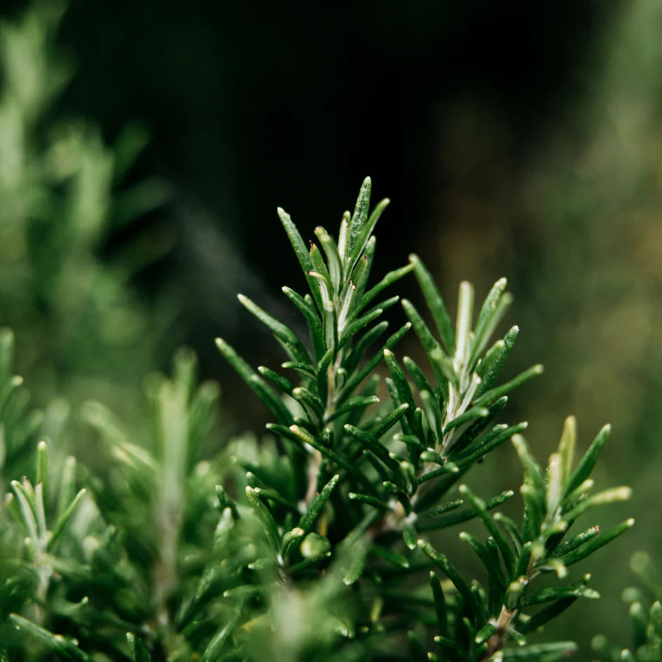 St Eval Reed Diffuser - Bay & Rosemary