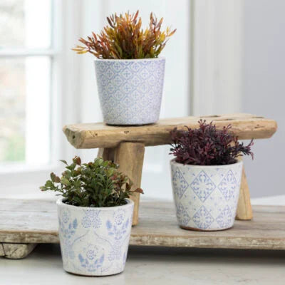 Mini Succulents