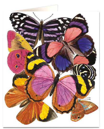 Butterflies