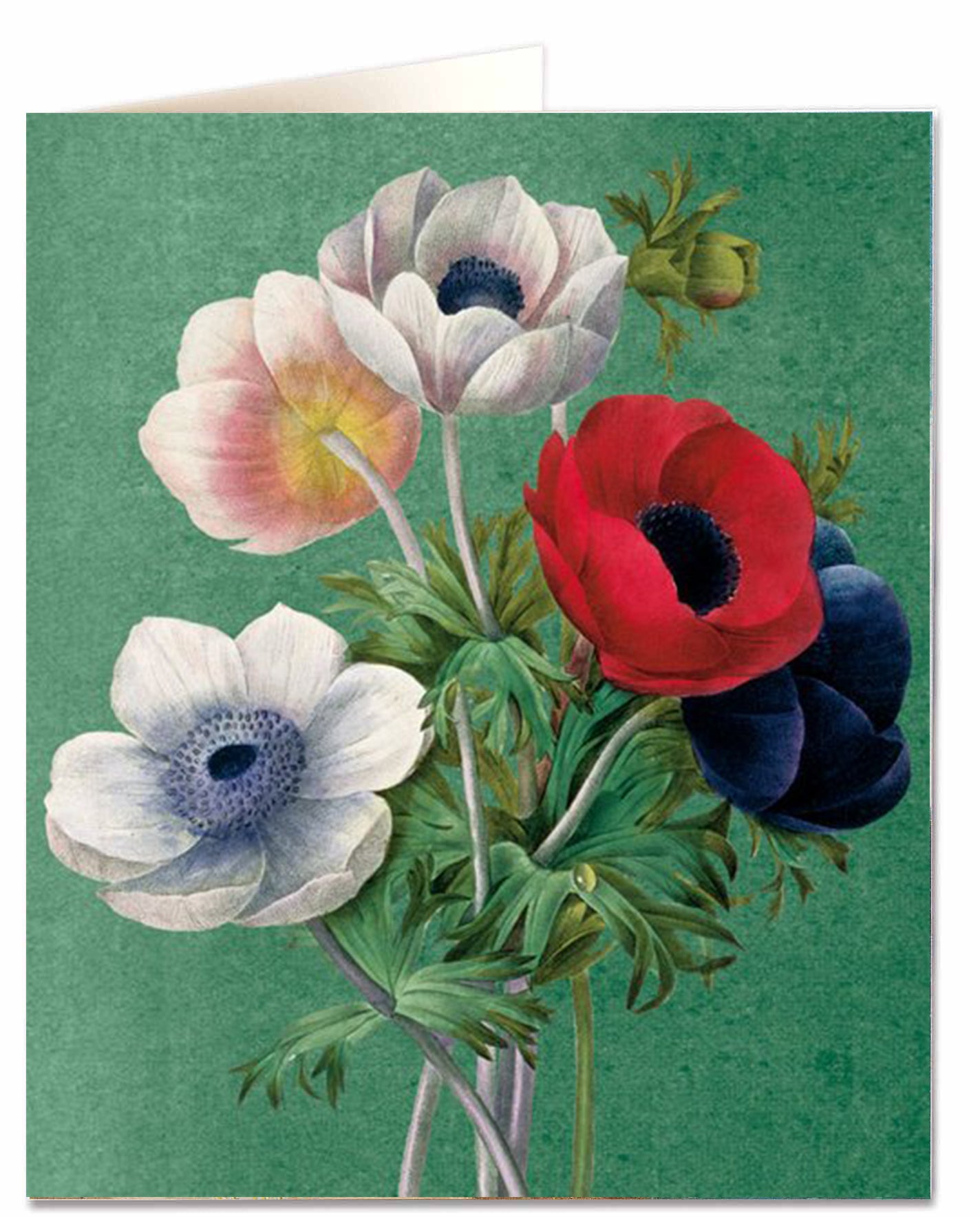Anenome