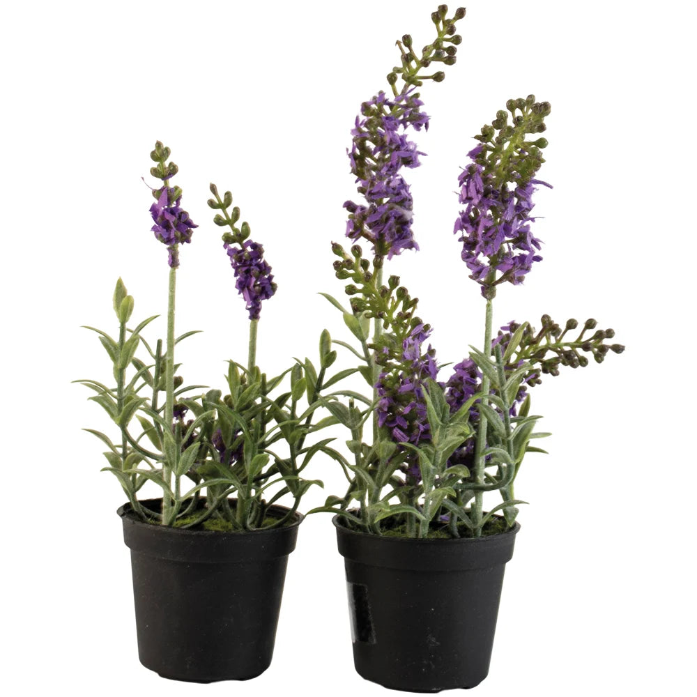 Mini Mixed Lavender in Pot
