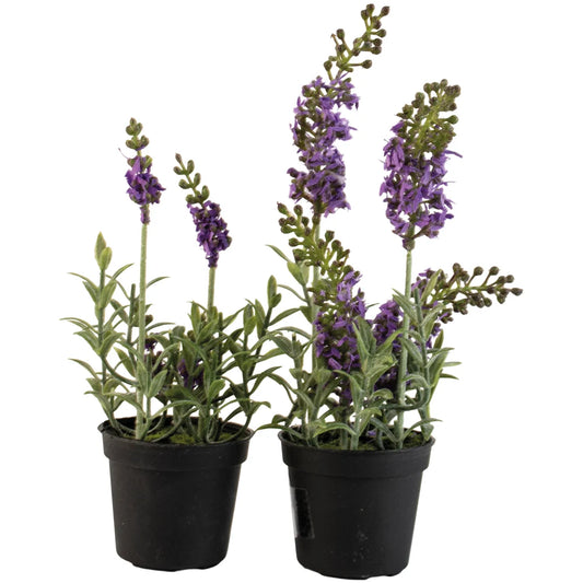 Mini Mixed Lavender in Pot