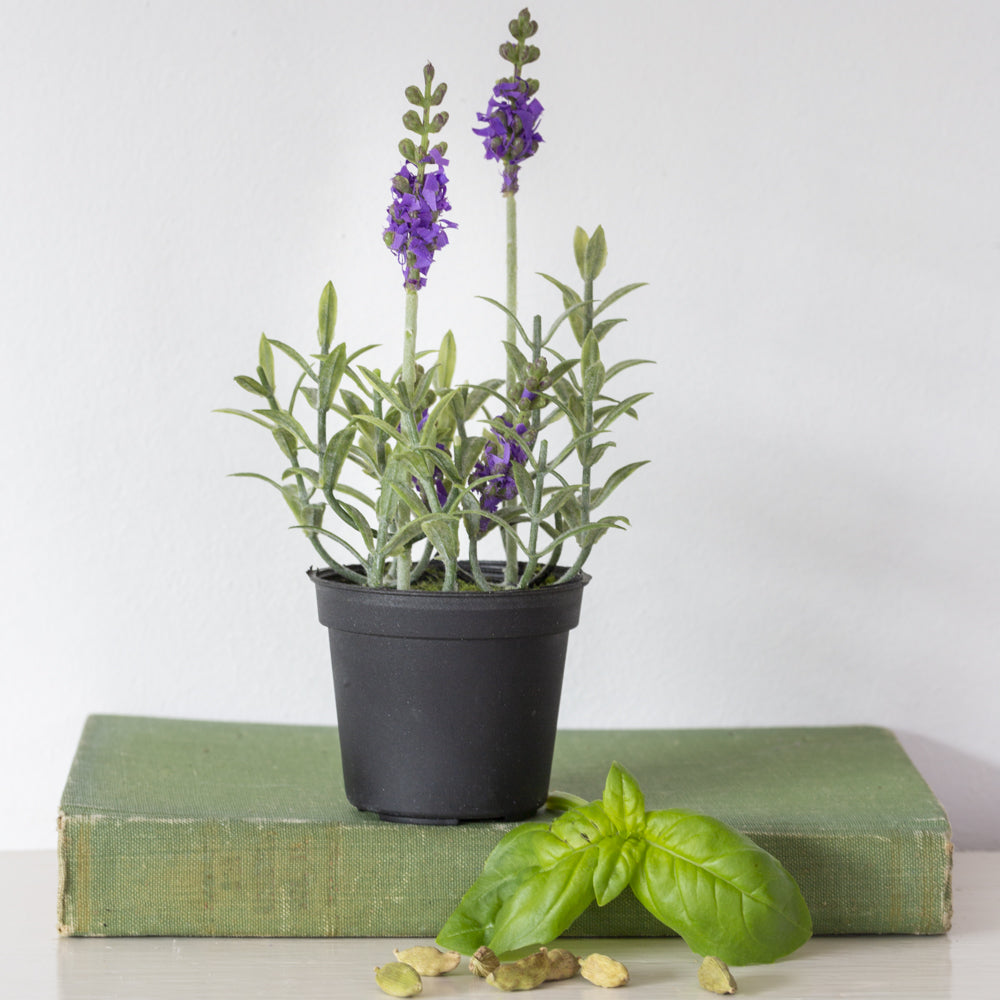 Mini Mixed Lavender in Pot