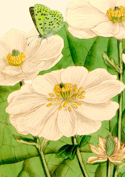 Greeting Card  - Big No.4
