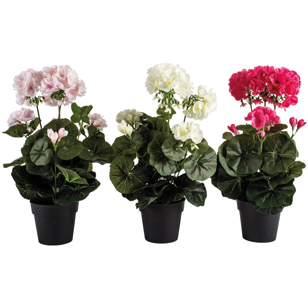 Geranium in Pot