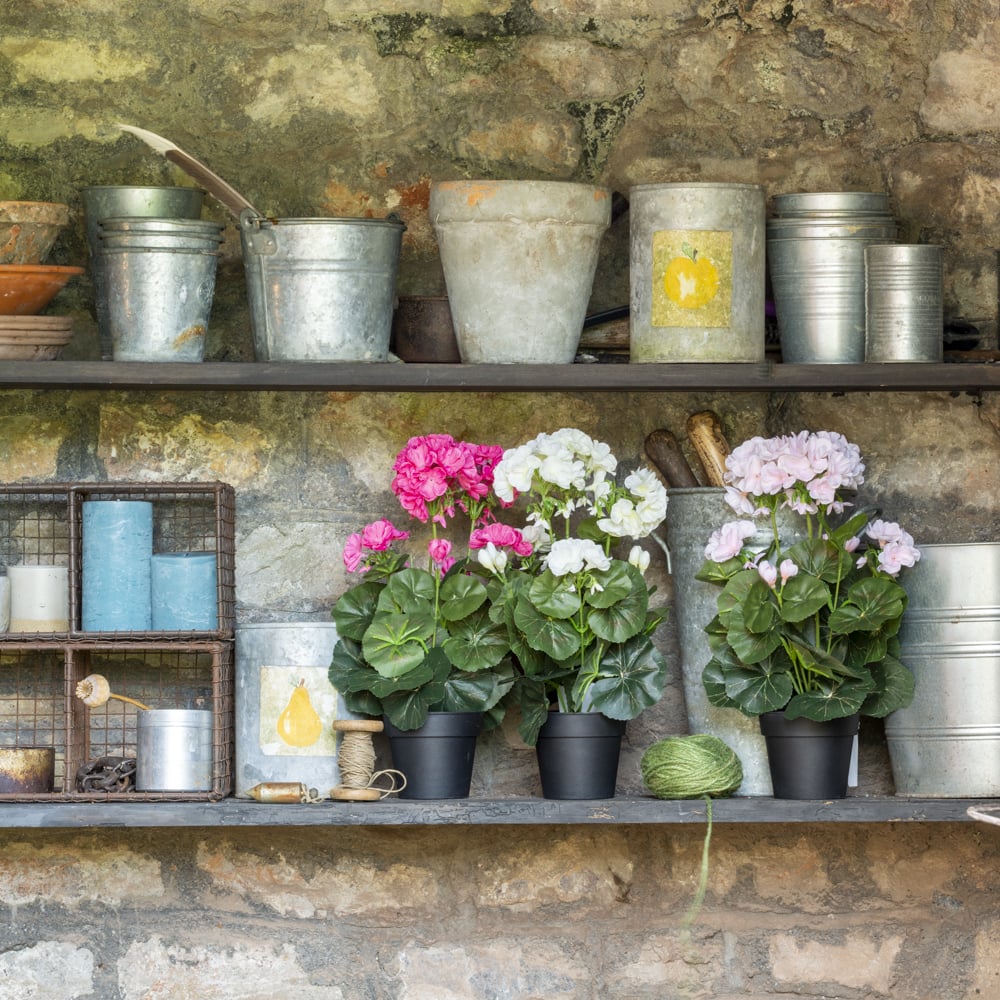 Geranium in Pot