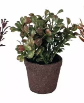 Mini Succulents