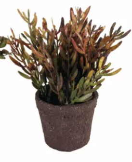 Mini Succulents