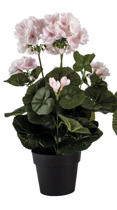 Geranium in Pot