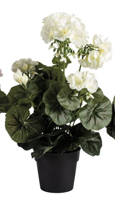 Geranium in Pot