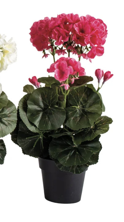 Geranium in Pot