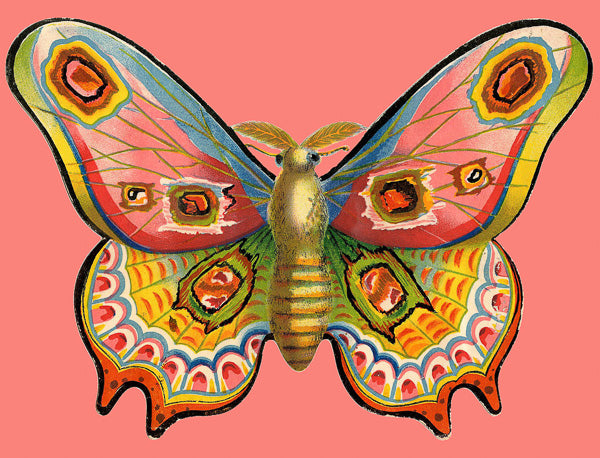 butterfly