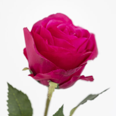 Rose Stem - Red