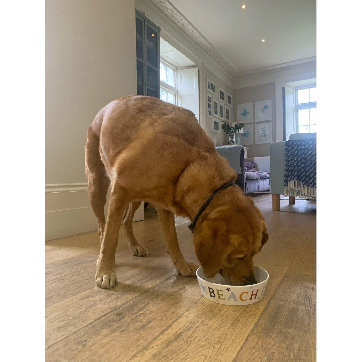 Beach Dog Bowl