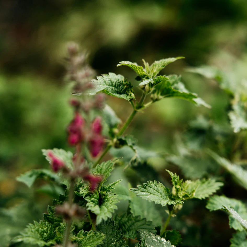 St Eval Reed Diffuser - Bergamot & Nettle