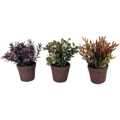 Mini Succulents
