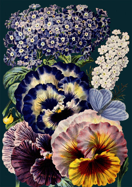 Greeting Card - Midnight Pansies